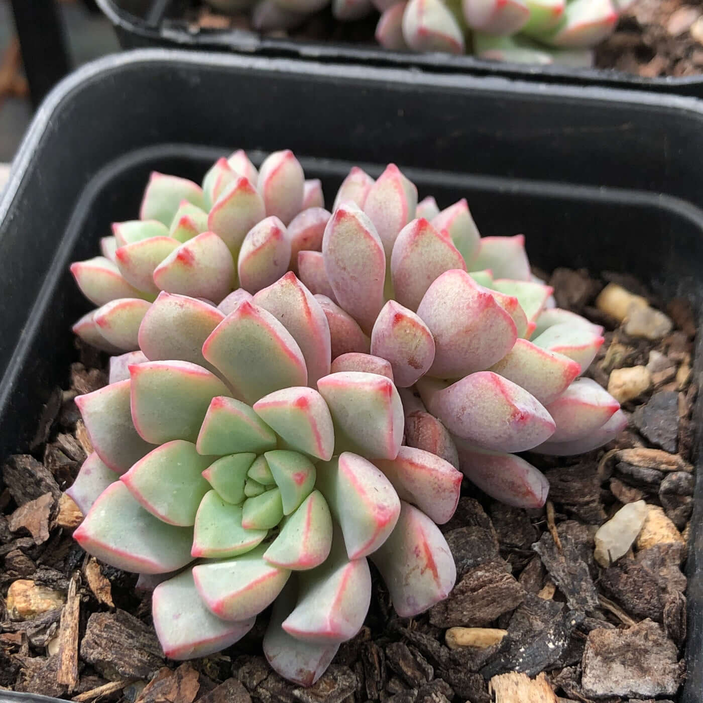 Echeveria subcorymbosa